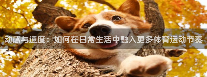 bsports必一运动：动感与速度：如何在日常生活中融入更多体育运动节奏
